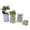 Cannette graines ou plantes personnalisable_3