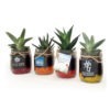 Plantes depolluantes en bocal personnalisable-1