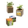 Graine a planter carton