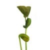 Graine plante grave personnalise-2