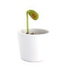 Graine plante grave personnalise-3