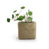 Kit de plantation pot en jute personnalise-3